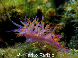 Pink Flabellina (flabellina affinis) by Marko Perisic 